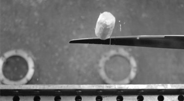 Falcon Propeller Passes Bird Strike Test